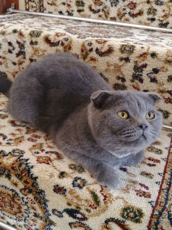 Продаётся кошка Скоттиш Фолд Продаётся кошка Скоттиш Фолд