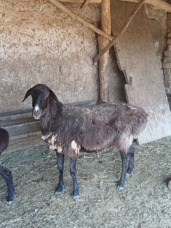 Ona qoylar 4 5 yowli qoyla Ona qoylar 4 5 yowli qoyla