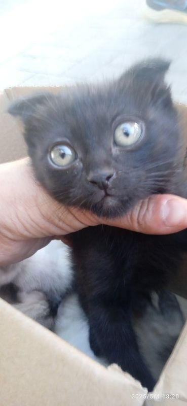 Продаётся котёнок скоттиш фолд Продаётся котёнок скоттиш фолд