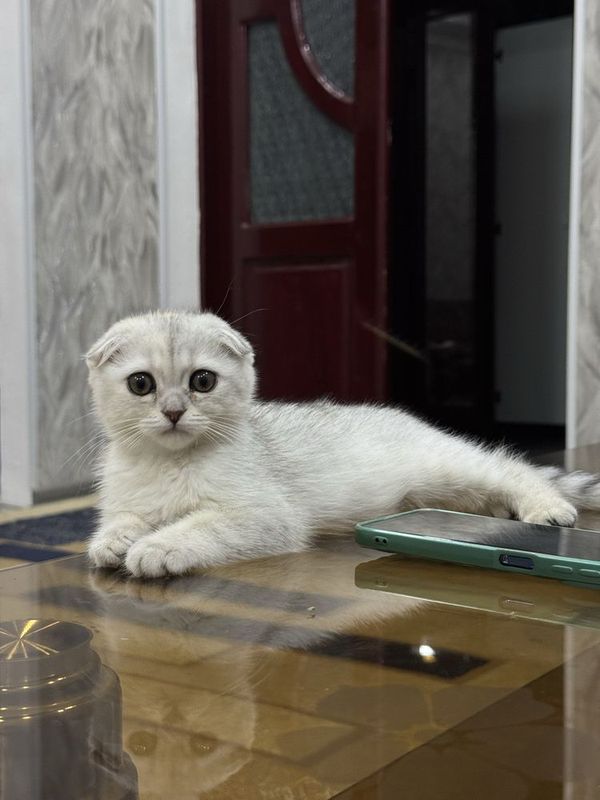 Элитный котенок Элитный котенок