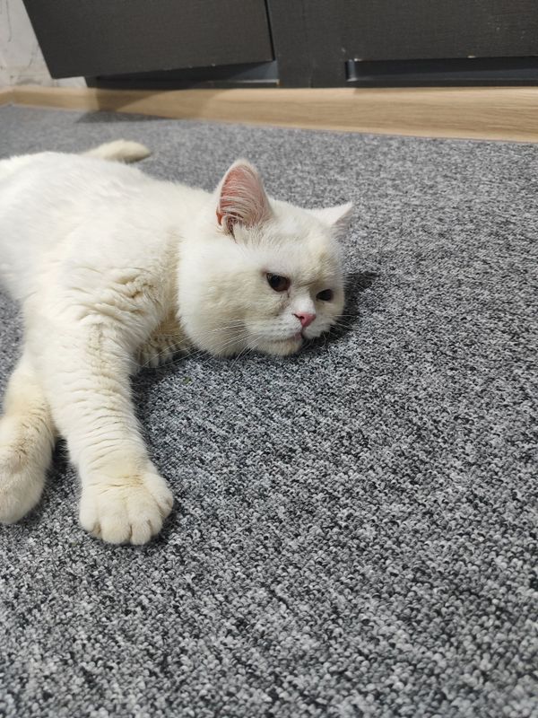 Кот приглашает королеву для вязки Кот приглашает королеву для вязки