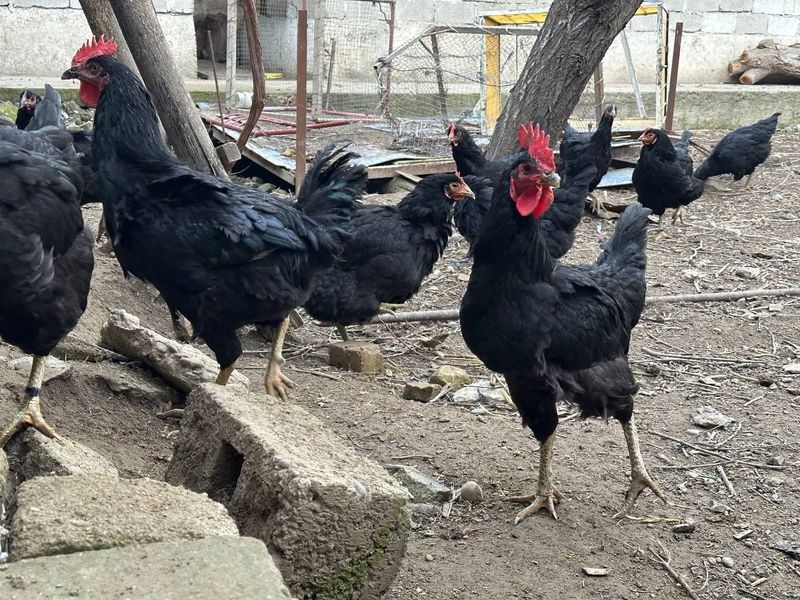 Qora wagzoda tuxumlar Qora wagzoda tuxumlar