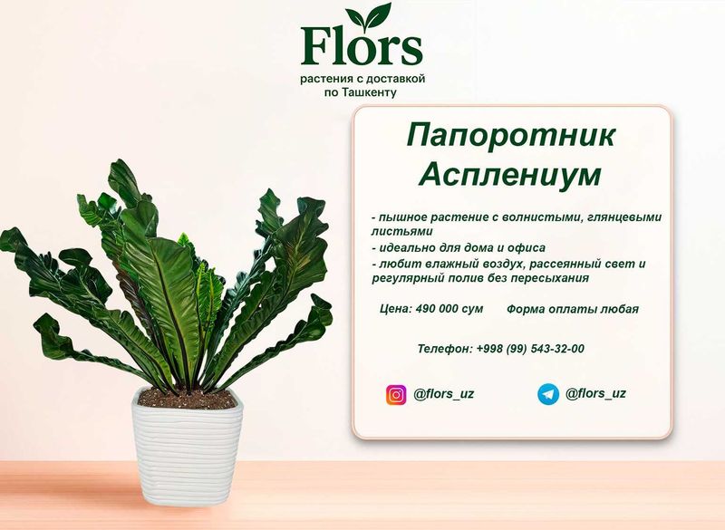 Цветы для дома и офиса - растение - Папоротник Асплениум
