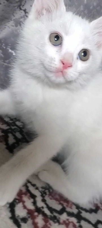 Пародистый котик (мальчик) Пародистый котик (мальчик)
