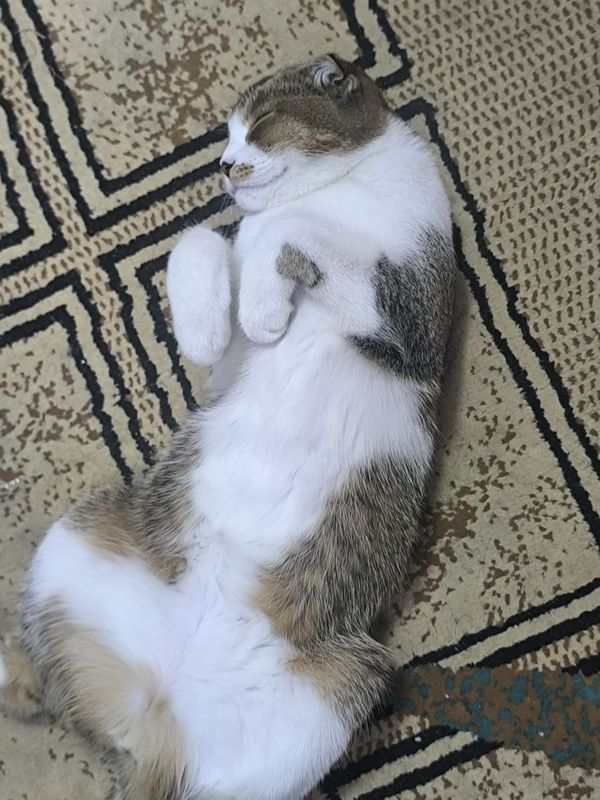 Домашнее животное