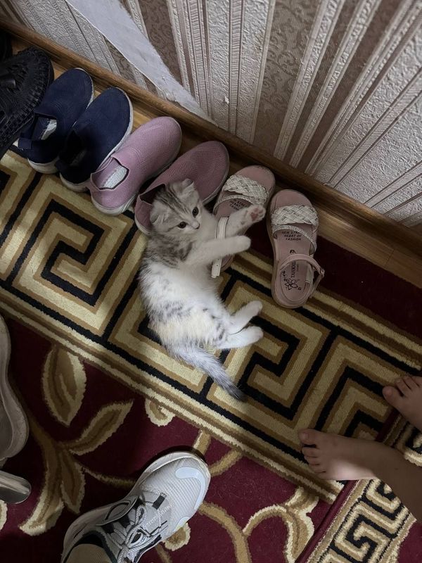 Продаётся кошка вислоухая Продаётся кошка вислоухая