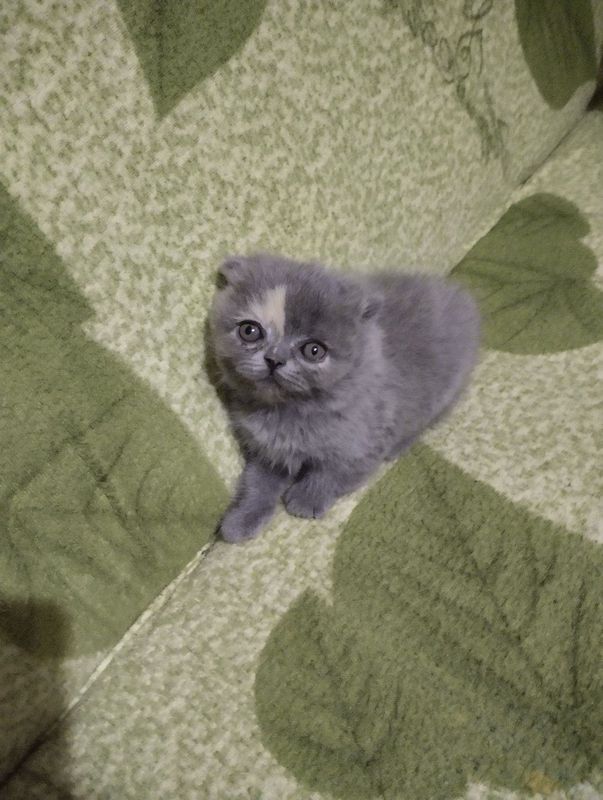 Котята вислоухие Котята вислоухие