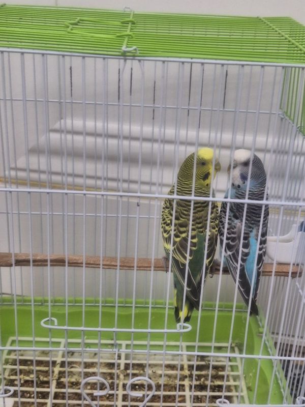 Papugaylar sotiladi 2 dona qafasi bilan Papugaylar sotiladi 2 dona qafasi bilan