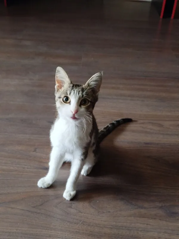 котик ищет свою семью