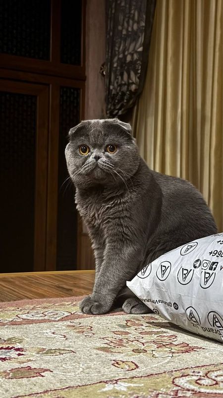 Вязка Скоттиш Фолд Вязка Скоттиш Фолд