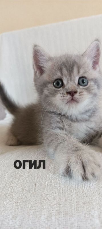 Продаётся котики Продаётся котики