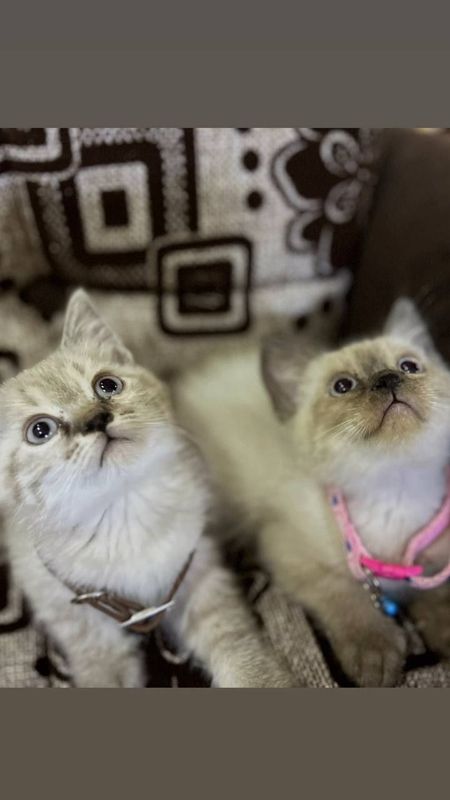 Продатса котята сиямские. 1.5 месяца к лотку приучены. Игрис. Продатса котята сиямские. 1.5 месяца к лотку приучены. Игрис.