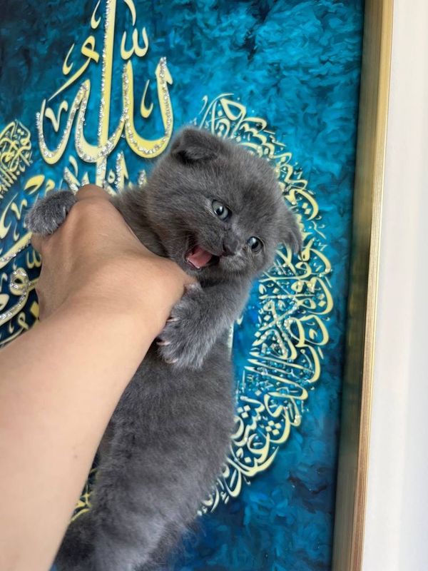 Котенок пародистая Котенок пародистая