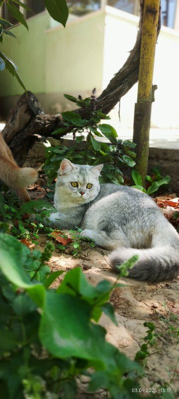 серебристая шиншилла скотиш страйт