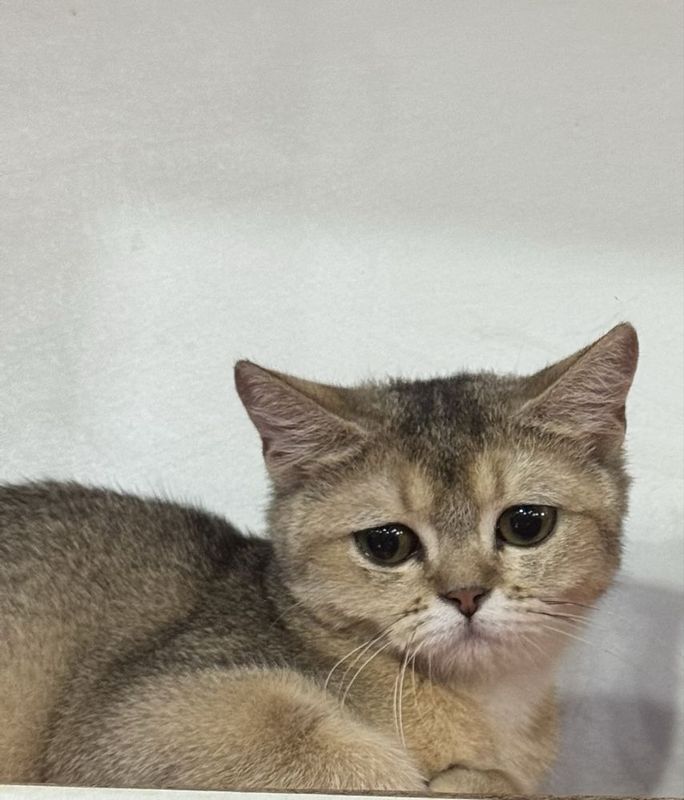 Serebrisky shinshila