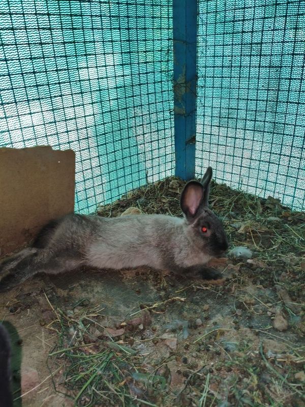 Quyonlar 3 oyli 4 ta bor arzonro bervoraman Quyonlar 3 oyli 4 ta bor arzonro bervoraman