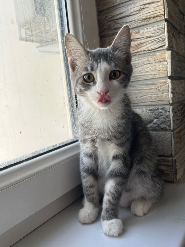 Отдаю домашних котят в добрые руки ! Отдаю домашних котят в добрые руки !