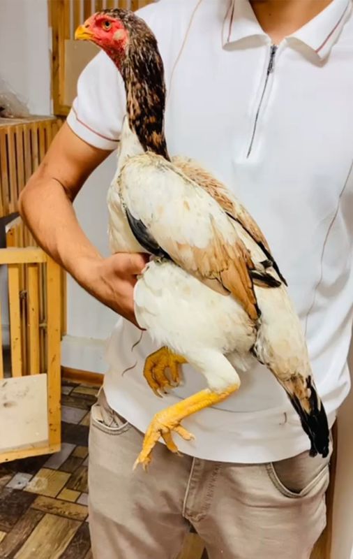 Sotiladi tuxumda . Sotiladi tuxumda .