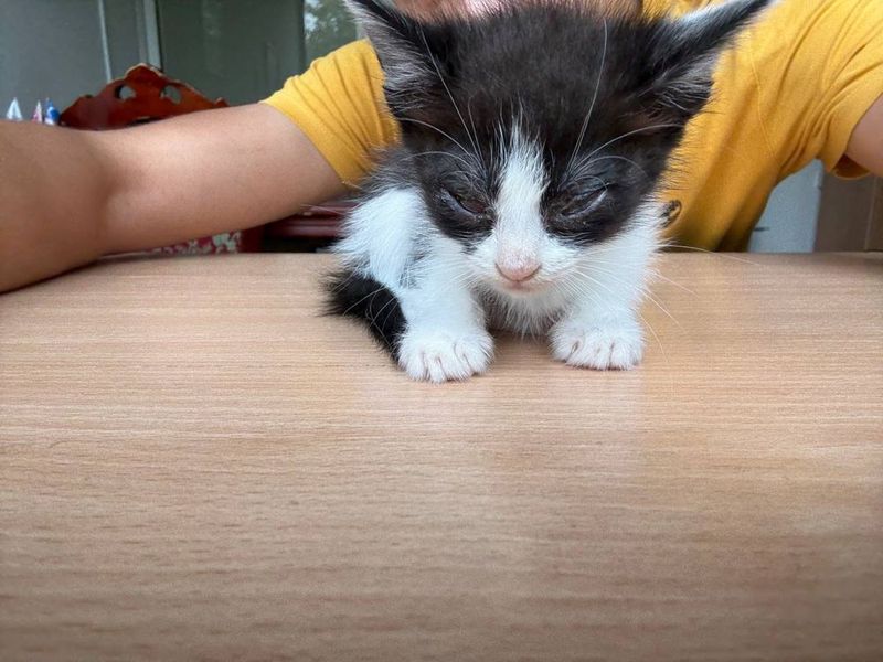 Отдадим котенка в хорошие руки ! Отдадим котенка в хорошие руки !