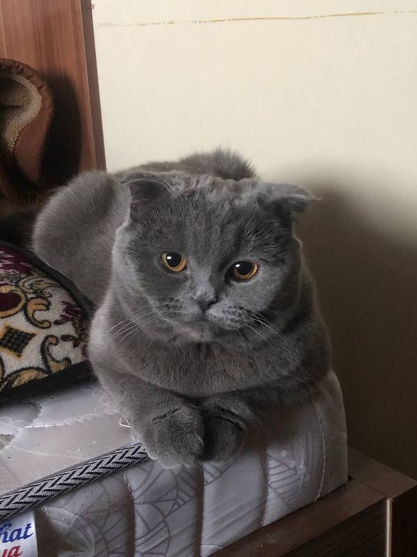 Продается Кошка Вислоухая Scottish fold Mushuk Продается Кошка Вислоухая Scottish fold Mushuk