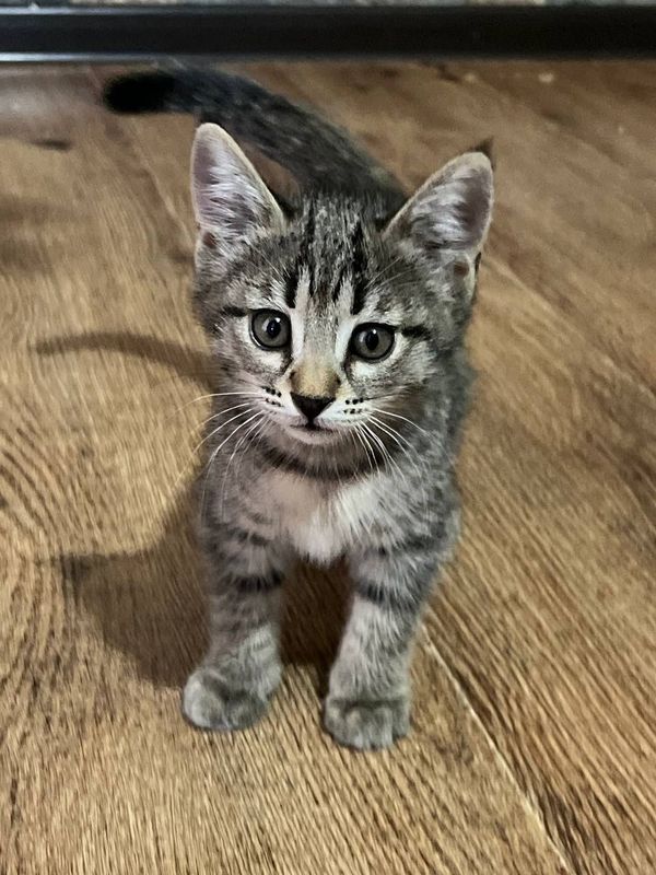 Котенок 1,5 айлик Котенок 1,5 айлик