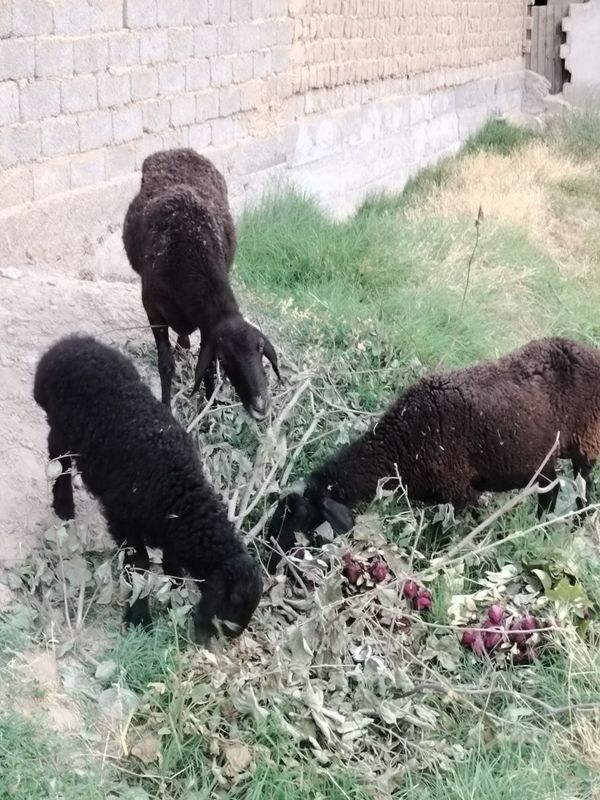 2ta urgʻochi sotiladi 2ta urgʻochi sotiladi