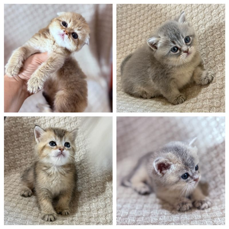 Котята Шиншиллы чистокровные Котята Шиншиллы чистокровные