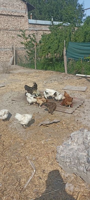 Жайдари Уй товуклари сотилади Жайдари Уй товуклари сотилади