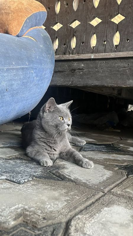 Кошка скотиш-страйт Кошка скотиш-страйт