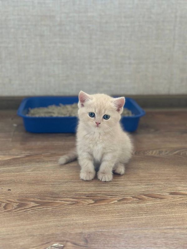 Котята скотиш страйт Котята скотиш страйт