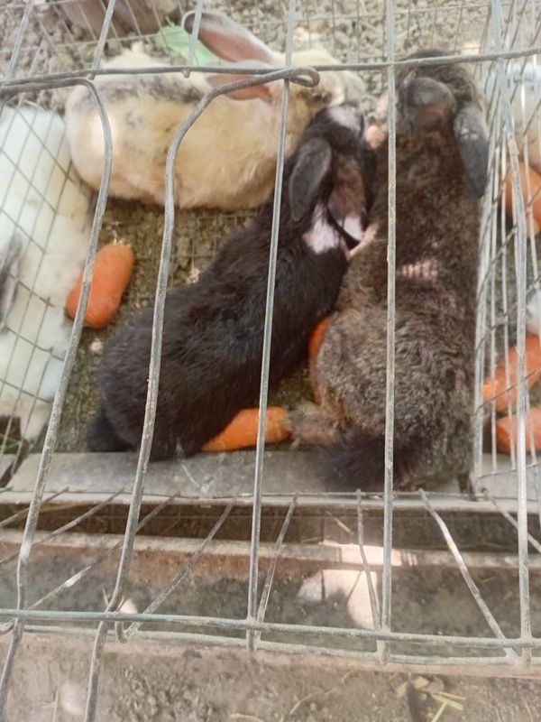 Quyonlar sotiladi Quyonlar sotiladi