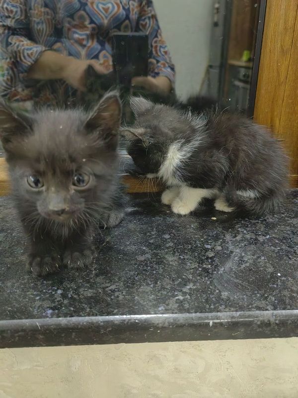 Отдам котят в хорошые руки Отдам котят в хорошые руки