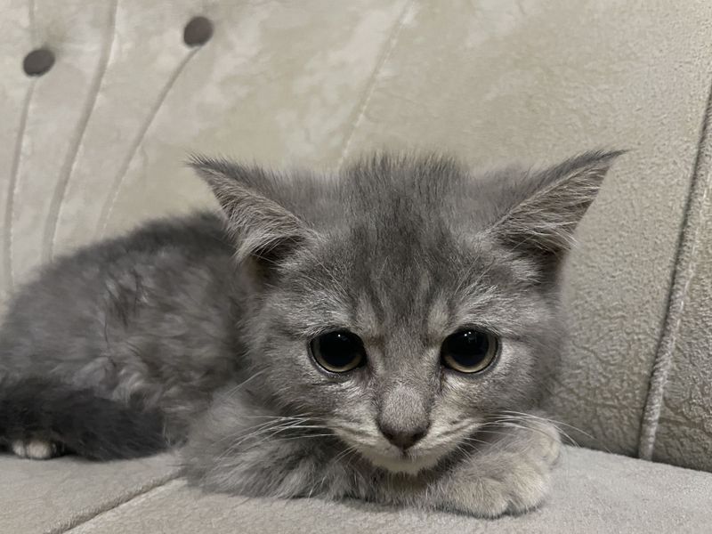 Домашняя умная кошка Домашняя умная кошка