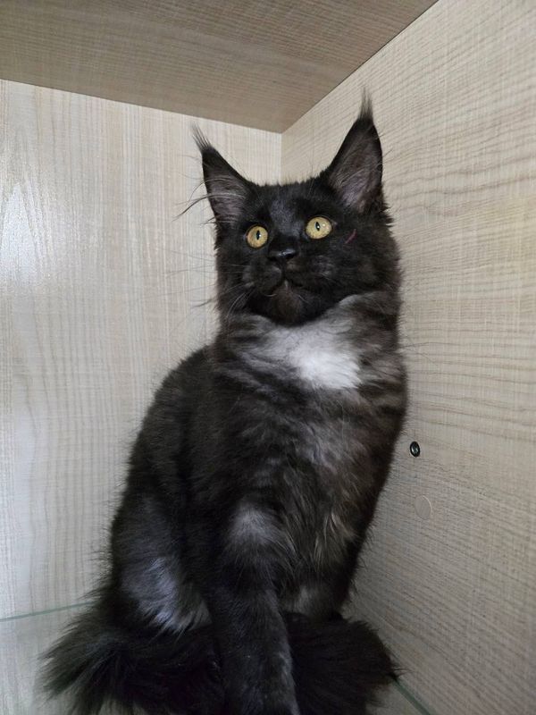 Продаются котята