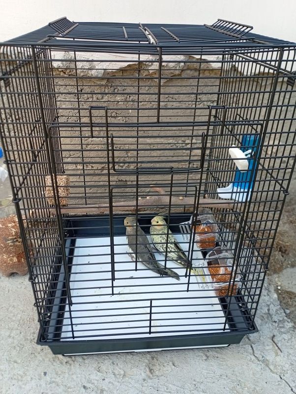 Пара карелл с клеткой Пара карелл с клеткой