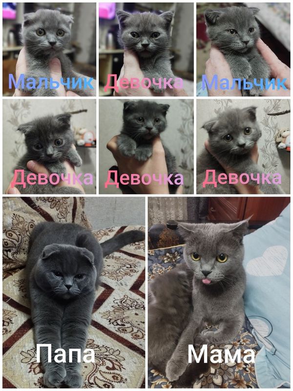 Продаются котята Продаются котята
