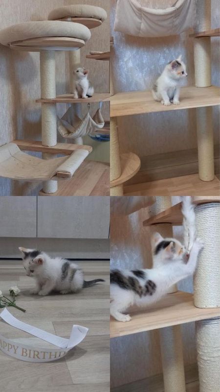 Котёнок, ищем добрые руки Котёнок, ищем добрые руки