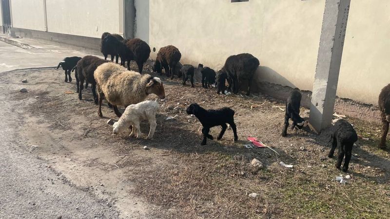 Эгизаклар сотилади