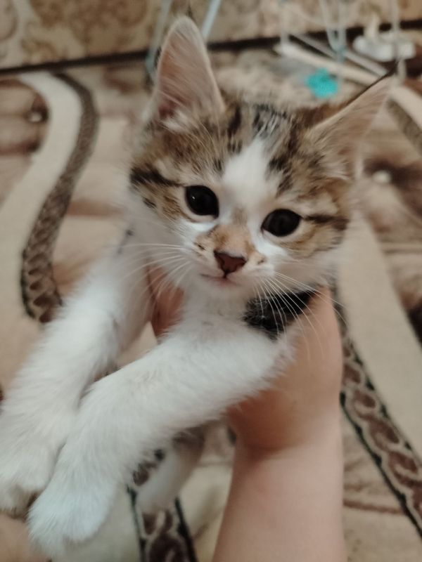 Продаётся котенок Продаётся котенок