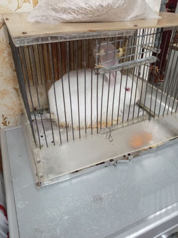 Продаётся кролик