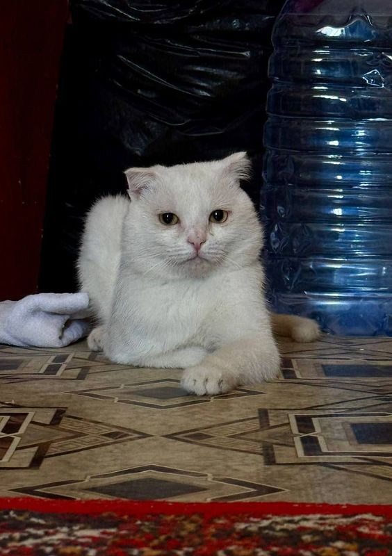 Скотч фолд еркек мысық сатылады Нукусте Скотч фолд еркек мысық сатылады Нукусте