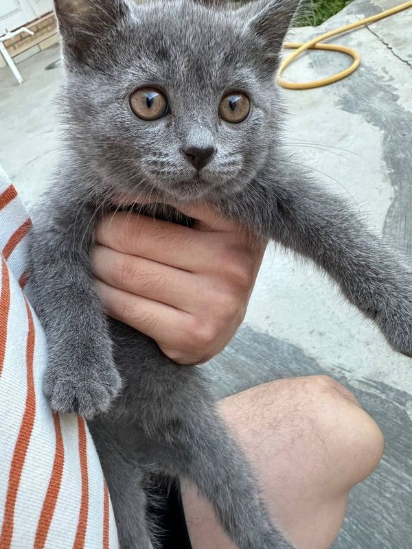 Породистая кошка Породистая кошка