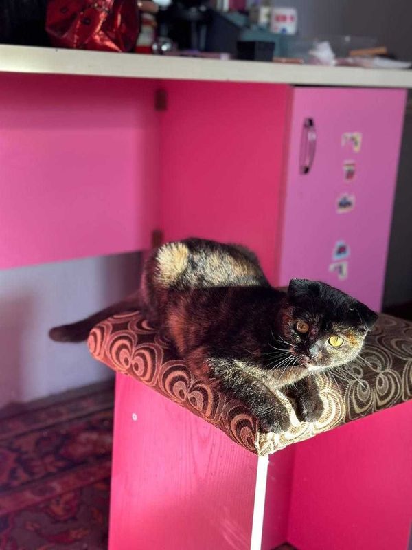 Кошка скотиш фолд порода, 2 года Кошка скотиш фолд порода, 2 года