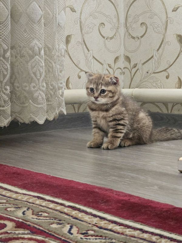 Шикарные чистокровные девочки 2 месяца Шикарные чистокровные девочки 2 месяца