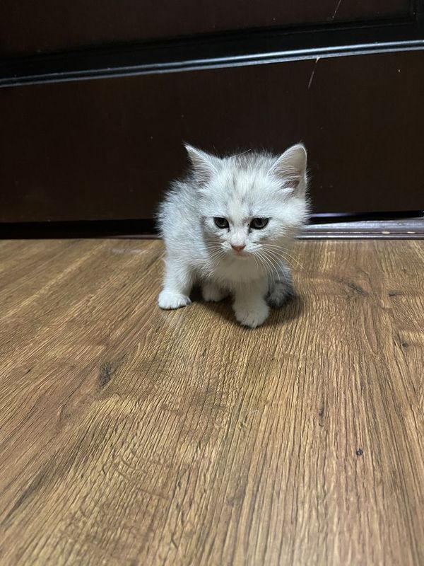 Скотиш стайт Скотиш стайт