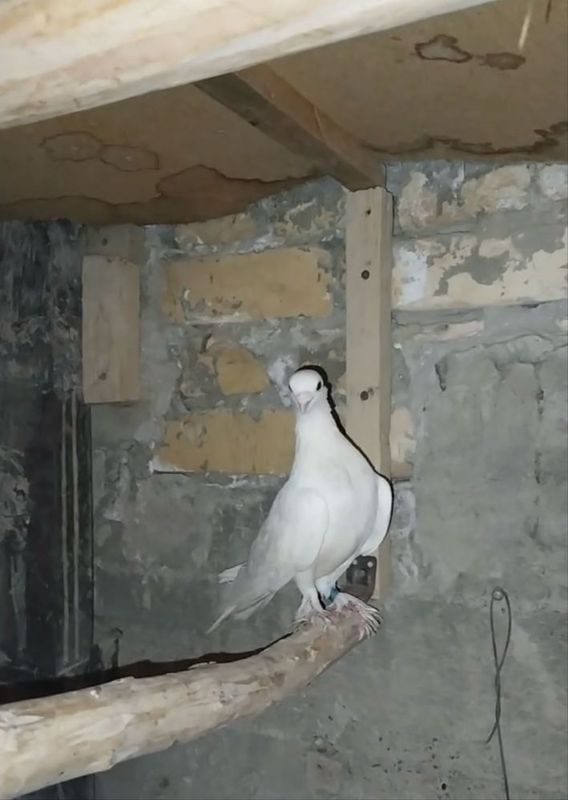 Kabutarlar tayyor parra