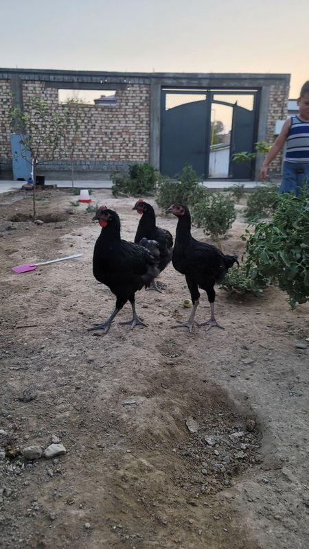 Кора товуклар. Qora tovuqlar Кора товуклар. Qora tovuqlar