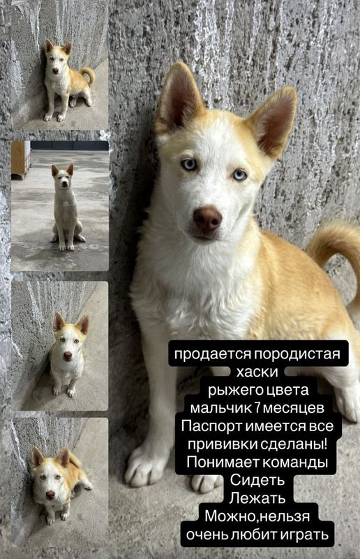 породистая собака породистая собака