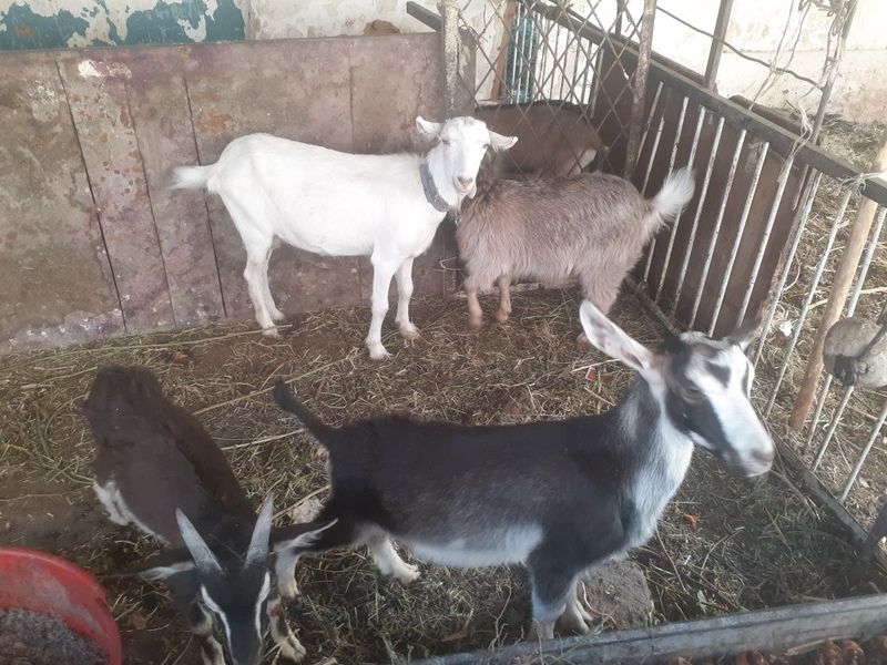 Echkilar zanin alpins Echkilar zanin alpins