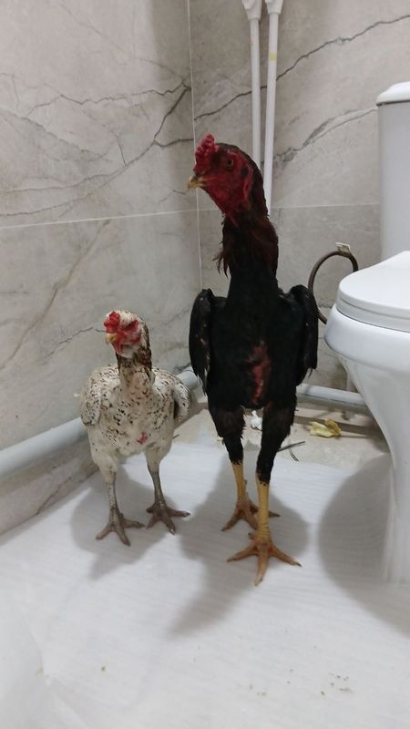 Makiyon sotiladi Makiyon sotiladi